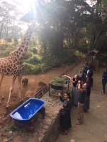 Day 7 feeding giraffes